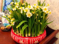 -龙大花卉苗木市场