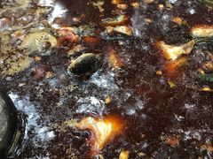 -金海椒罐罐鲢鱼(东方桂苑店)