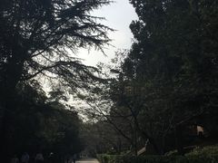 -武汉大学-樱园