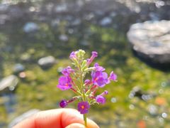 -幽岚山·童话森林
