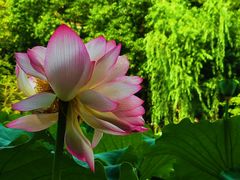 -陈家山荷花公园