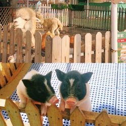 -萌宠亲子动物乐园(槐房万达店)