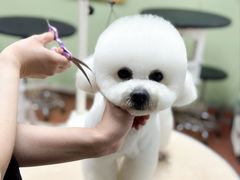 -鑫艺宠物美容培训学校