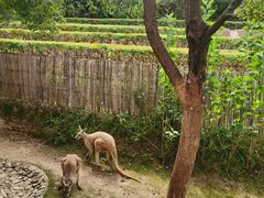 -泉州海丝野生动物世界
