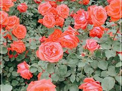 -大兴滨河森林公园