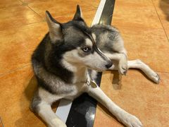 -more than meow吴止猫主题餐厅(承德 中船汇店)