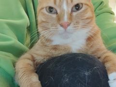 -MOYOYO猫咪咖啡店