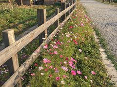 -田园东方蜜桃村的田野营地