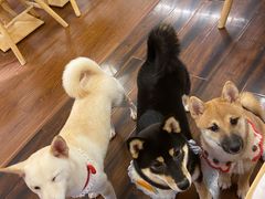 -豆柴町-柴犬主题狗咖(红鼎国际C座店)