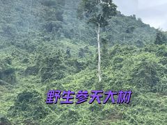 -呀诺达热带雨林
