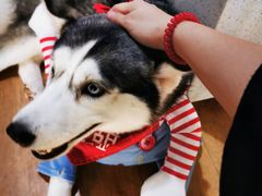 -Husky Go! 哈士奇体验馆·宠物咖啡厅狗咖