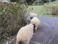 -神户市立六甲山牧场