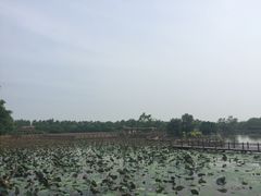 -大湾区中央湿地公园