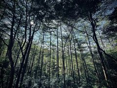 -黄埔油麻山森林公园