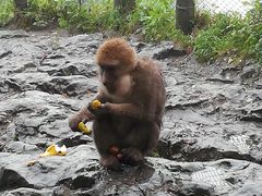 -峨眉山报国寺