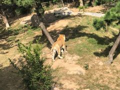 -西霞口神雕山野生动物世界