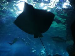 -暹罗海洋世界