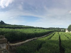 -中国茶叶博物馆(双峰馆区)