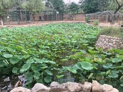 -静之湖湖畔餐厅