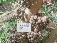 -呀路古热带植物园