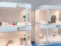 -翊宠yipet猫狗购宠庄园犬舍•猫舍