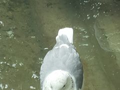 -吉隆坡雀鸟公园