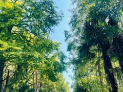 -上海海湾国家森林公园