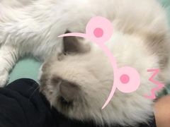 -糯米喵星人总部直营旗舰店·猫舍·幼猫出售