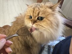 -豆逗聊愈猫阁Easy Life