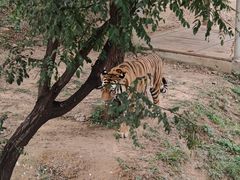 -石家庄市动物园