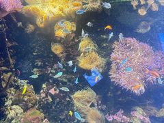 -悉尼海洋生物水族馆