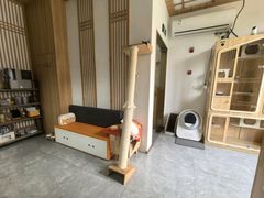 -山宅一喵德文卷毛猫舍