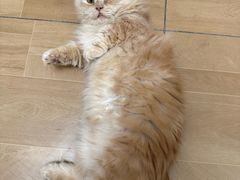 -唐小姐の私宠·宠物洗护美容·撸猫馆·购宠(周浦万达旗舰店)