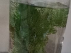 -曲阳花鸟市场(曲阳路店)