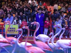 -广州长隆国际大马戏