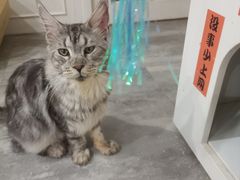 -楼上猫咖(罗湖店)
