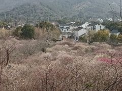 -香雪海
