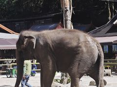 -野象谷景区