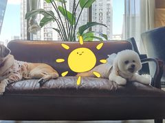 -百好乐宠物友好餐厅(朝外大街店)