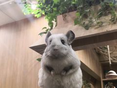 -藦茜花园宠物主题亲子互动体验馆(国顺东路店)