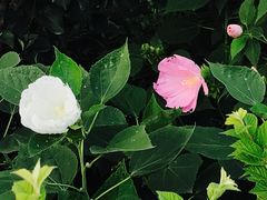 -七仙岭温泉国家森林公园