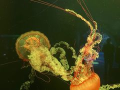 -欢乐海岸海洋奇梦馆