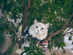 -超宠爱宠物摄影-Super pet