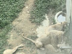 -泉州海丝野生动物世界