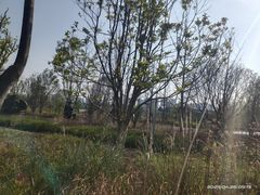 -五甲塘生态湿地公园