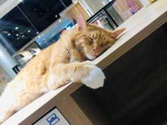 -藏猫猫咖啡主题馆(中央大道店)