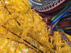 -青羊宫