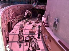 -陕西自然博物馆