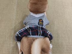 -逗柴咖啡屋·狗咖猫咖宠物桌游
