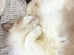 -李小姐の猫咖啡馆(五角场店)